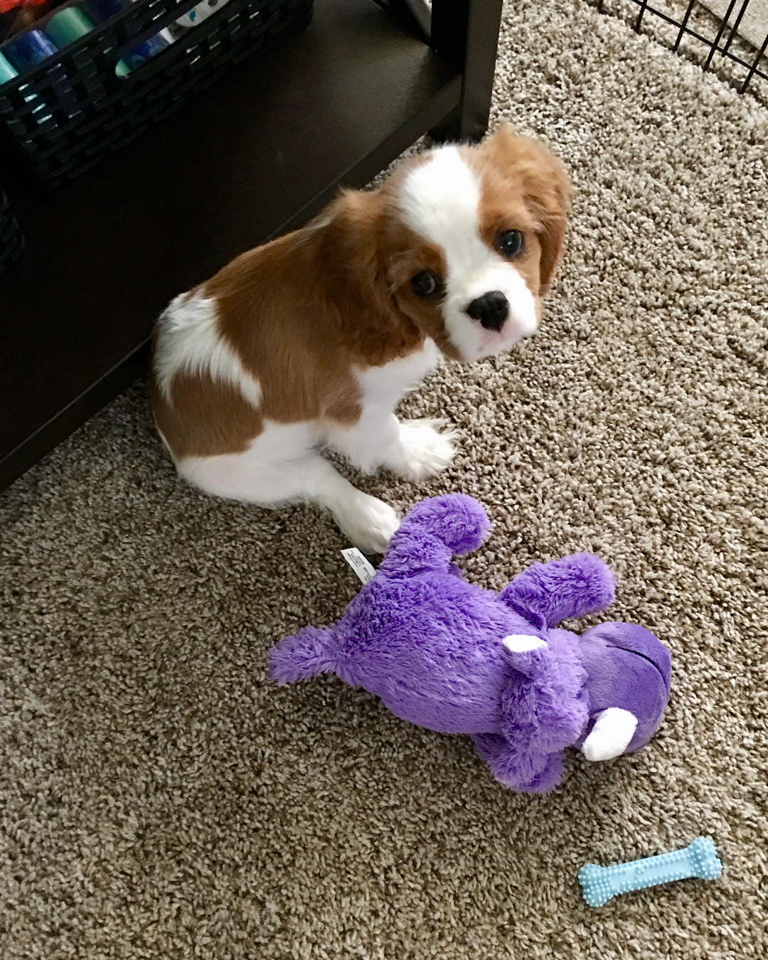 Cavalier King Charles Spaniel
